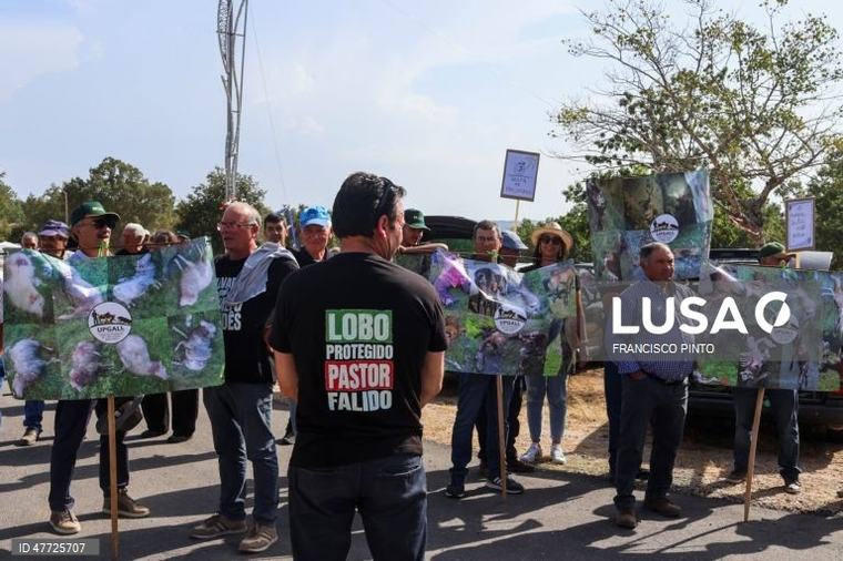 Pastores reclamam pagamentos atempados face a ataques de lobos