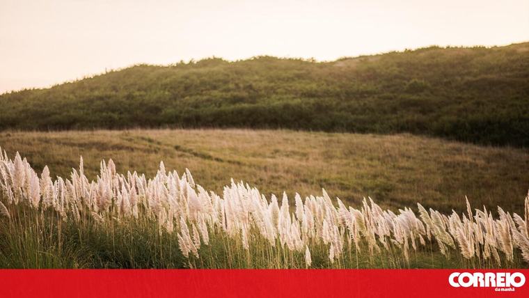 Planta invasora Cortadéria é das mais perigosas e está em mais de 200 municípios